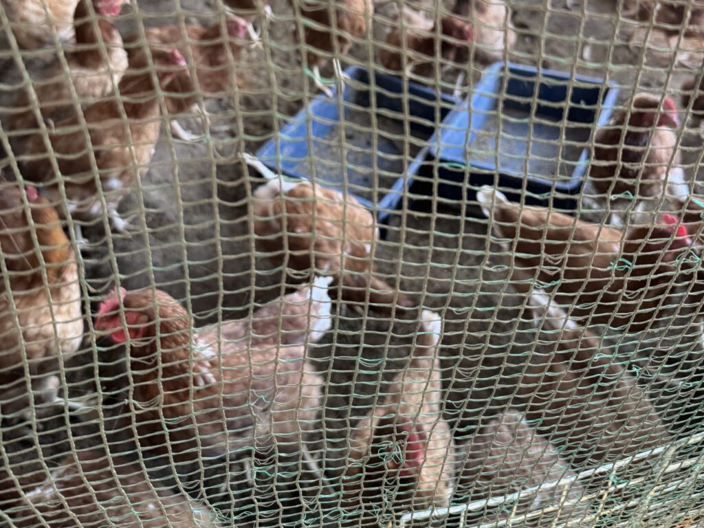 近所の養鶏場に醸造で出た麦芽カスは提供されます