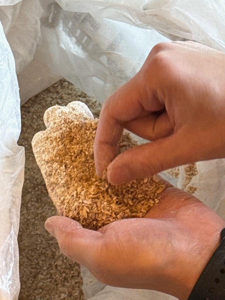 ビールの原料となる粉砕された麦芽（モルト）を、大きな袋から両手ですくい上げている様子